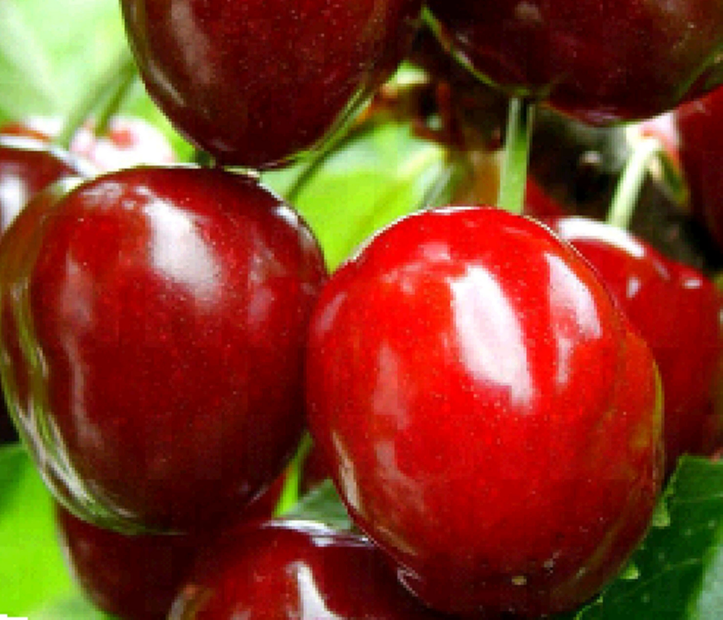 Dwarf Red Cherry Cuttings – 10 Unrooted Prunus tomentosa Nanking Cherry Shrub for Propagation