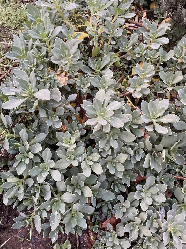 Succulent Cuttings - Calandrinia spectabilis Rock Purslane Live Plants Set of 5, Drought-Tolerant Pink Flowering Succulents