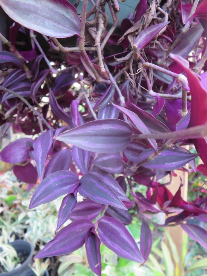 Tradescantia Zebrina Dark Burgundy 12 Unrooted Cuttings - Trailing Indoor Houseplant