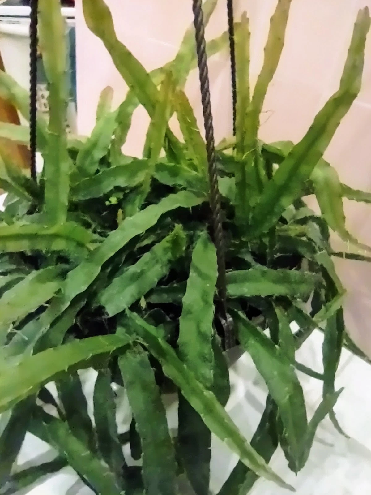 Unrooted Hurricane Cactus Cutting | Lepismium Cruciforme Epiphytic Trailing Plant for Propagation
