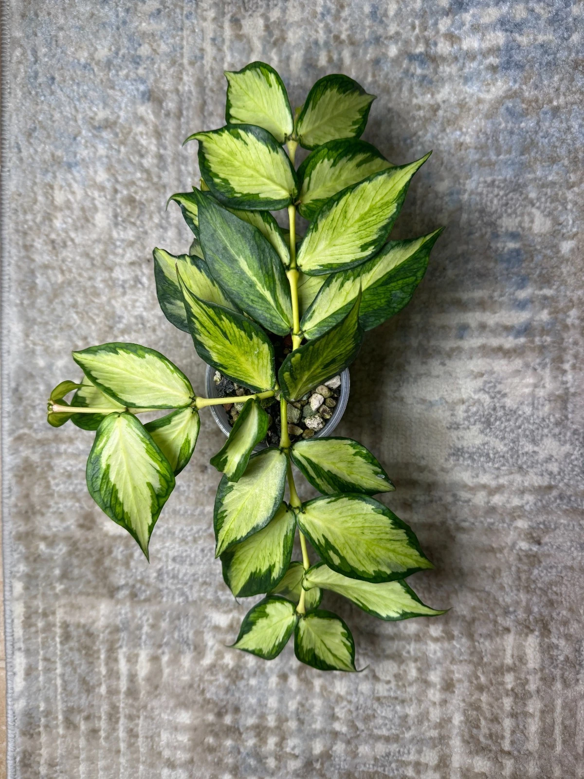 Hoya Polyneura Inner Variegated Cutting – Fish Tail Hoya, Unrooted Single Node Propagation Plant, Trailing Houseplant