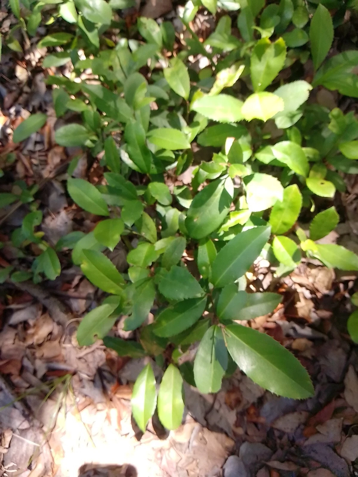 Live Oak Tree Plants Set of 2 | Quercus virginiana | Evergreen Shade Trees | 12–20 Inches Tall