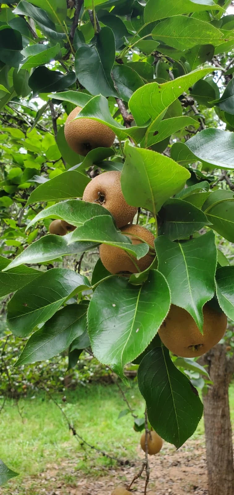 Asian Pear Tree Cuttings – 10 Unrooted Pyrus pyrifolia Deciduous Fruit Tree for Propagation and Grafting