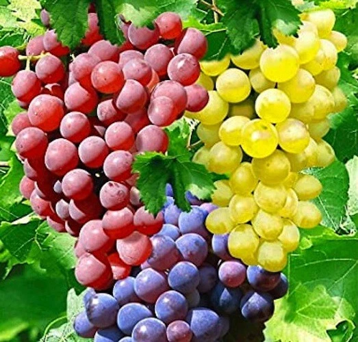 Hardy Grape Vine Cuttings Trio – 15 Vitis Cuttings for Cold Climate Propagation