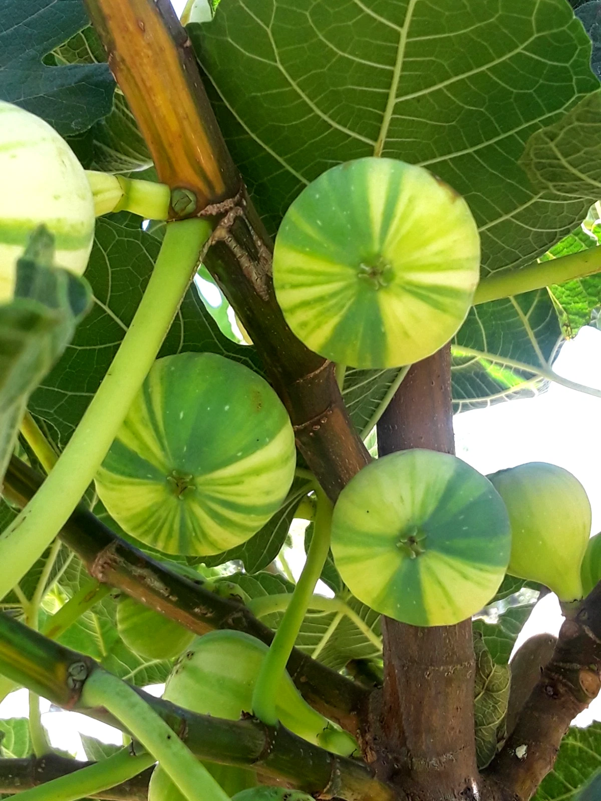 Panaché Variegated Fig Cuttings – 3 Fresh Ficus carica Tiger Fig Cuttings for Rooting
