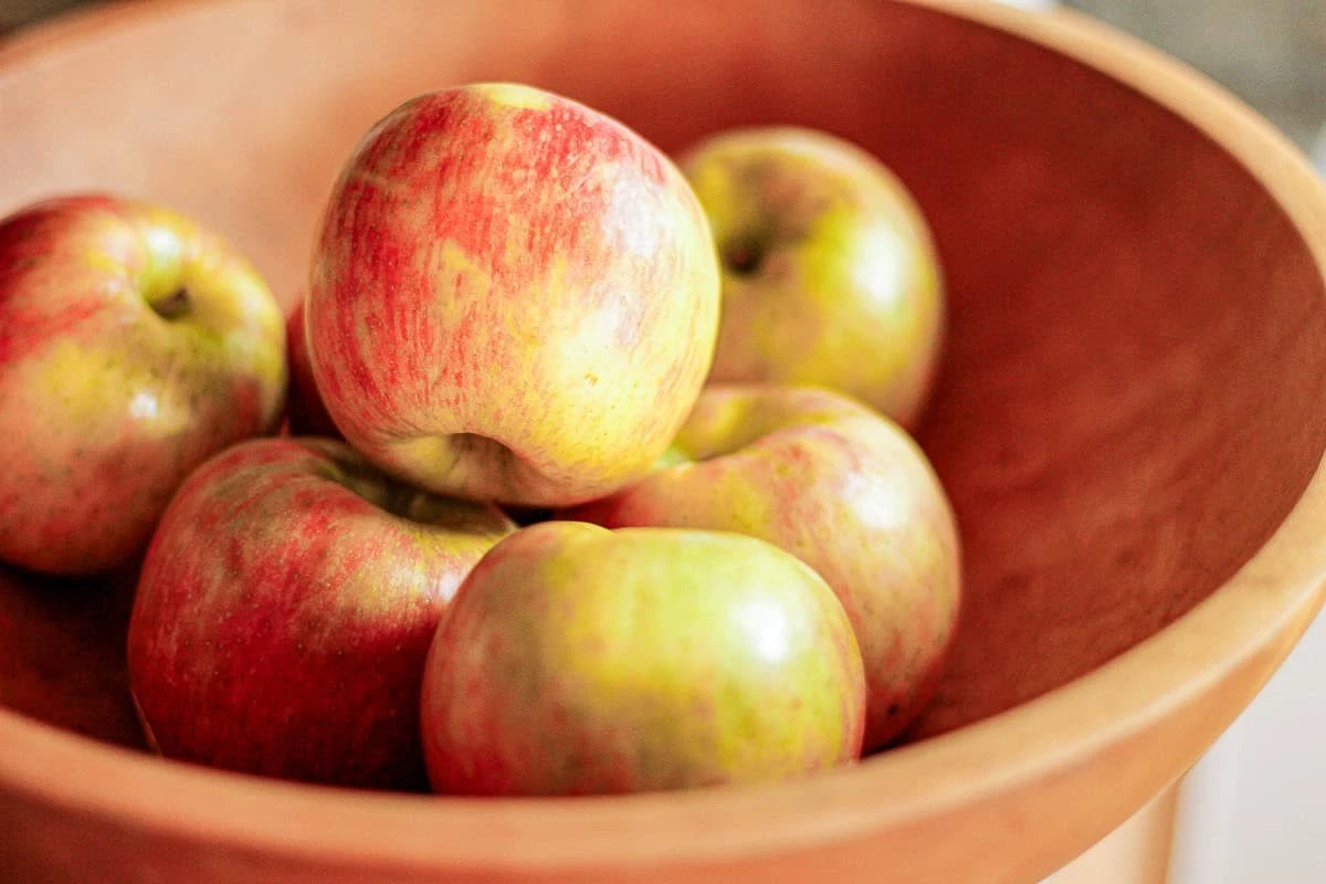Honeycrisp Apple Scionwood 5 Pack, 8-Inch Fresh Green Grafting Scions, Malus domestica
