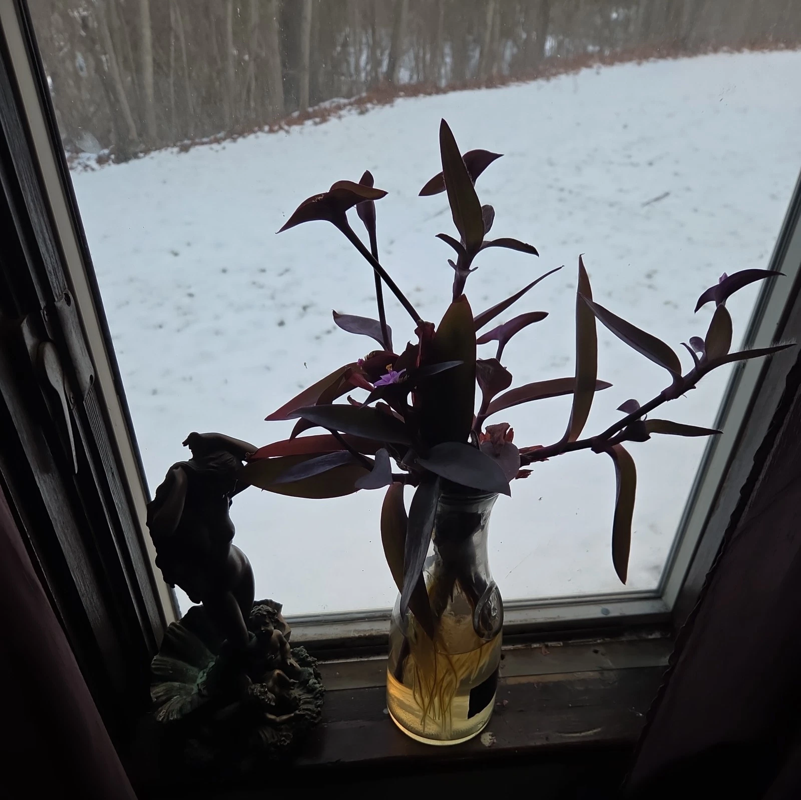 Purple Heart Plant Cuttings – 10 Unrooted Tradescantia pallida Trailing Houseplant Propagation Material