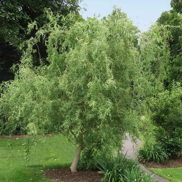Corkscrew Willow Cuttings 8-12 Inches Live Salix matsudana Tortuosa for Rooting and Garden Planting