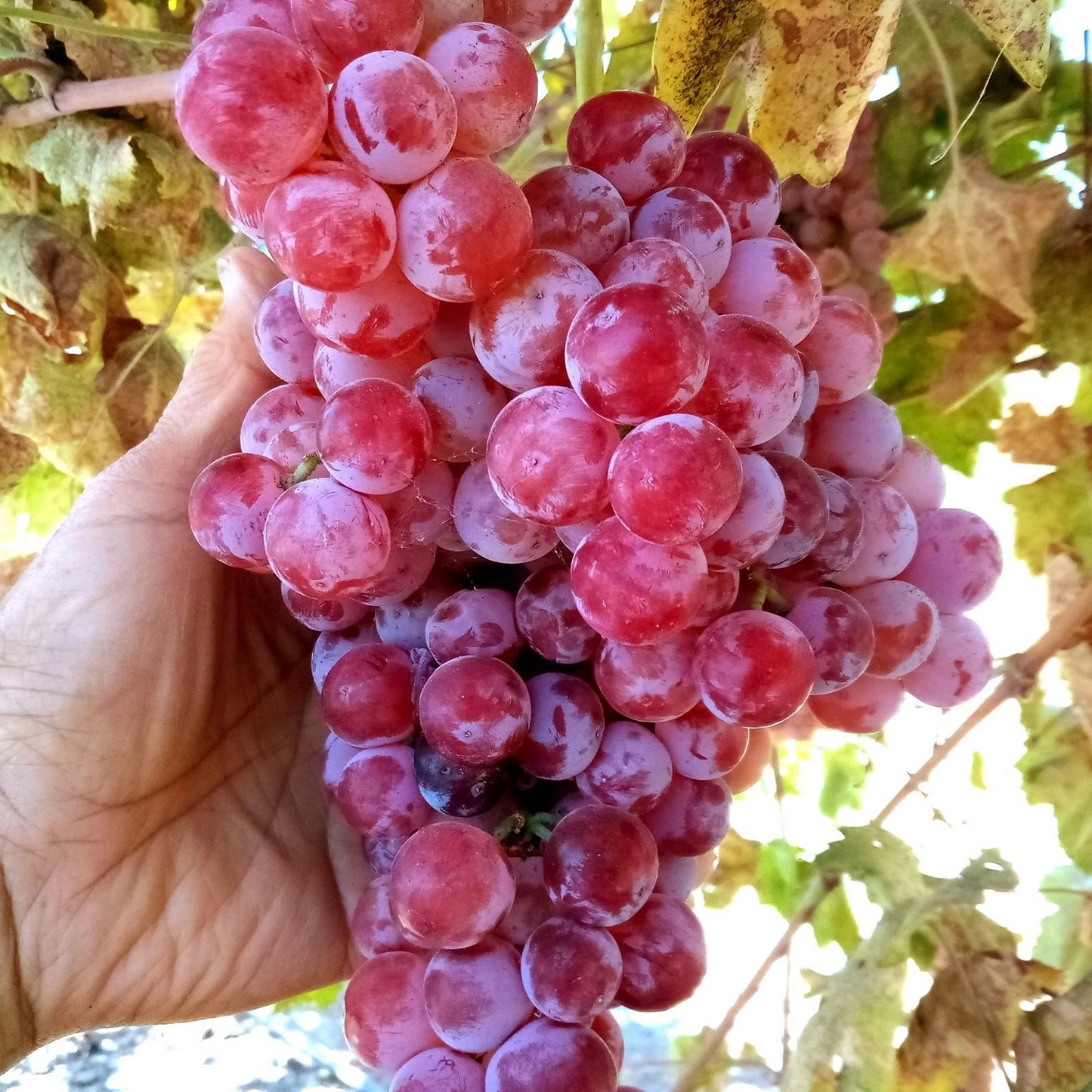 Globe Seedless Grape Vine Cuttings – Vitis vinifera, 10 Bare Propagation Clippings for Home Garden