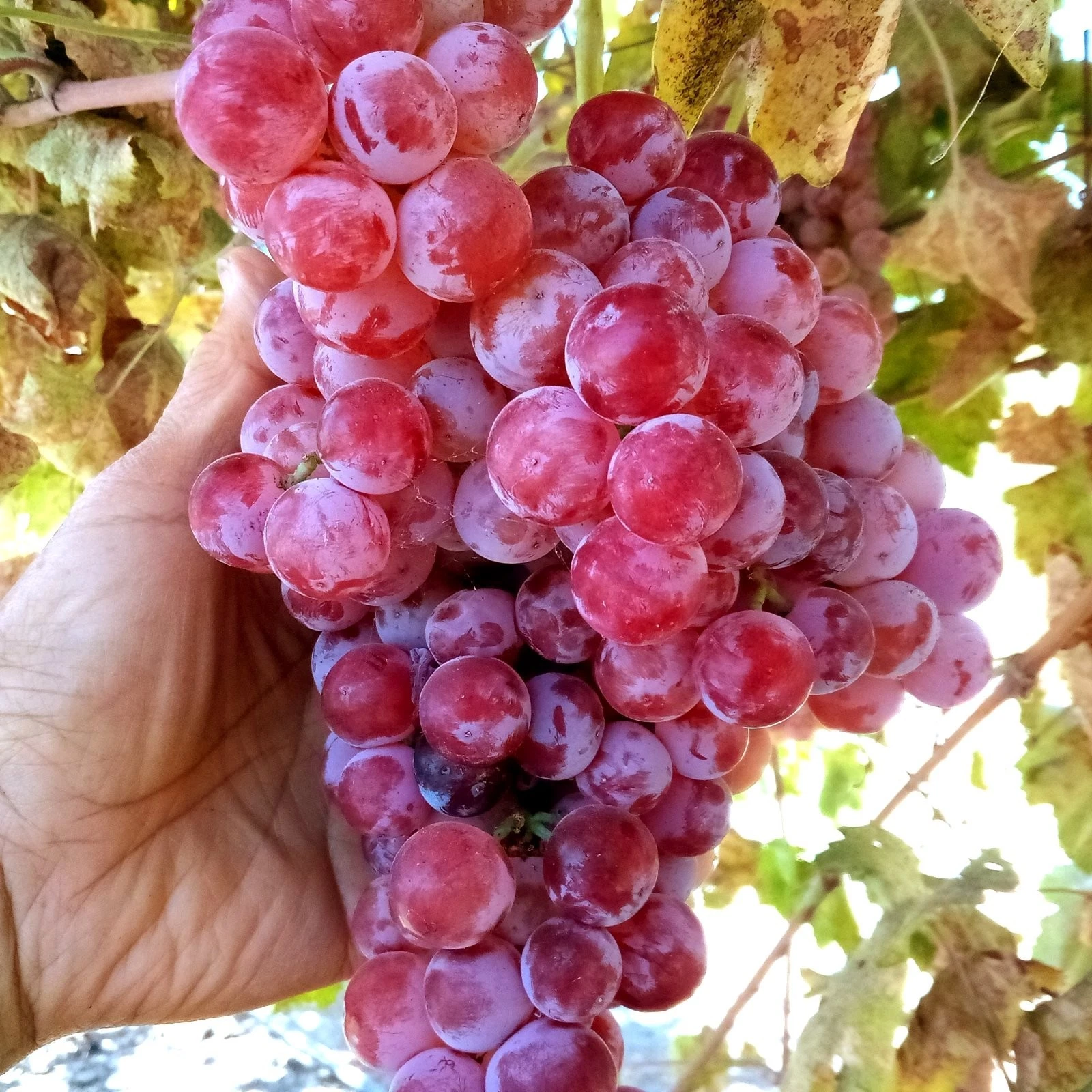 Globe Seedless Grape Vine Cuttings – Vitis vinifera, 10 Bare Propagation Clippings for Home Garden