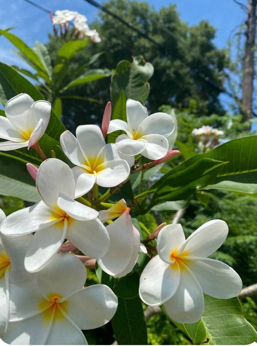 White Plumeria Frangipani Starter Cutting – 6-8 Inch Unrooted Tropical Flowering Plant