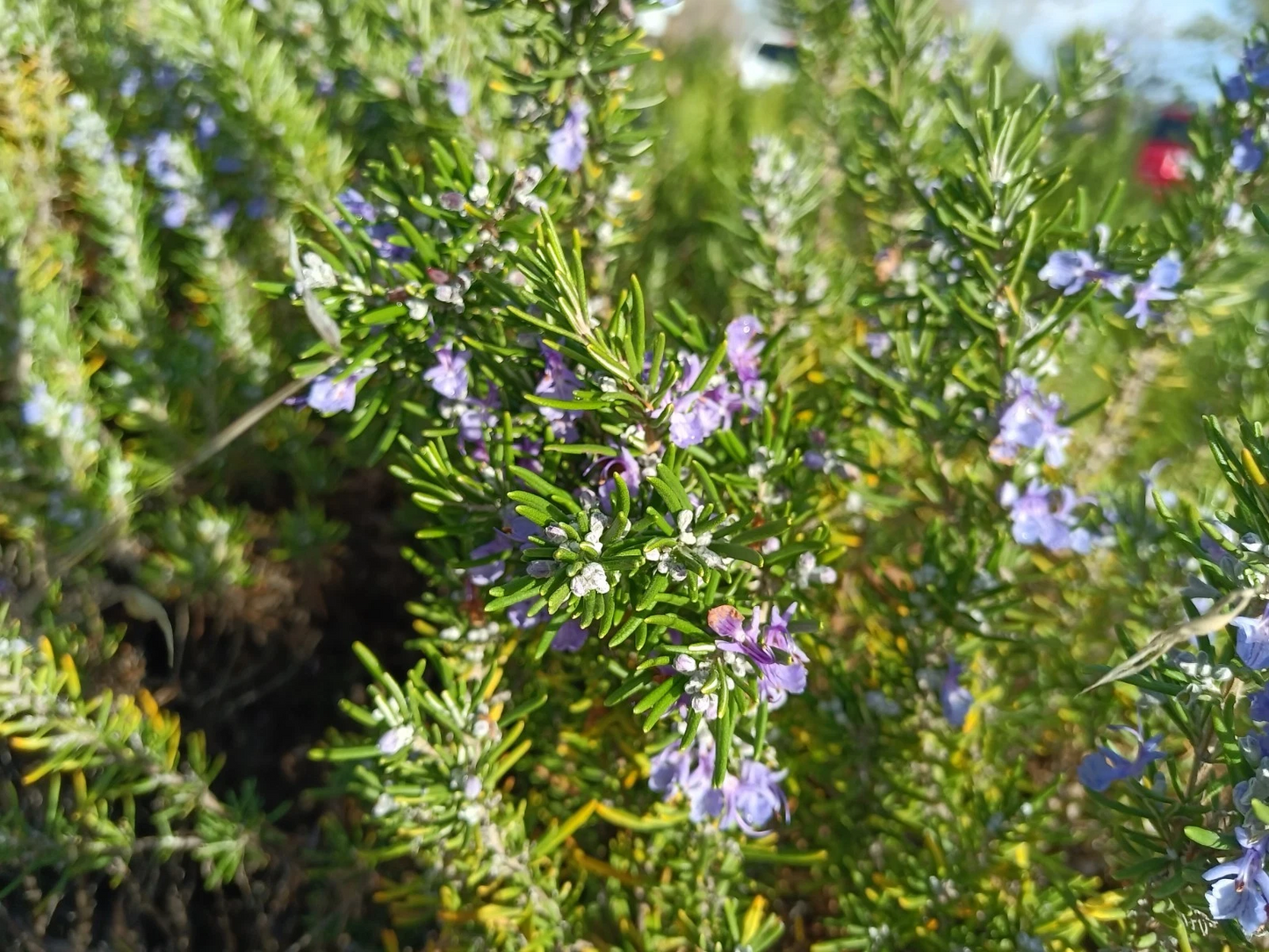 Unrooted Rosemary Herb Cuttings 12 Pieces for Propagation Salvia rosmarinus