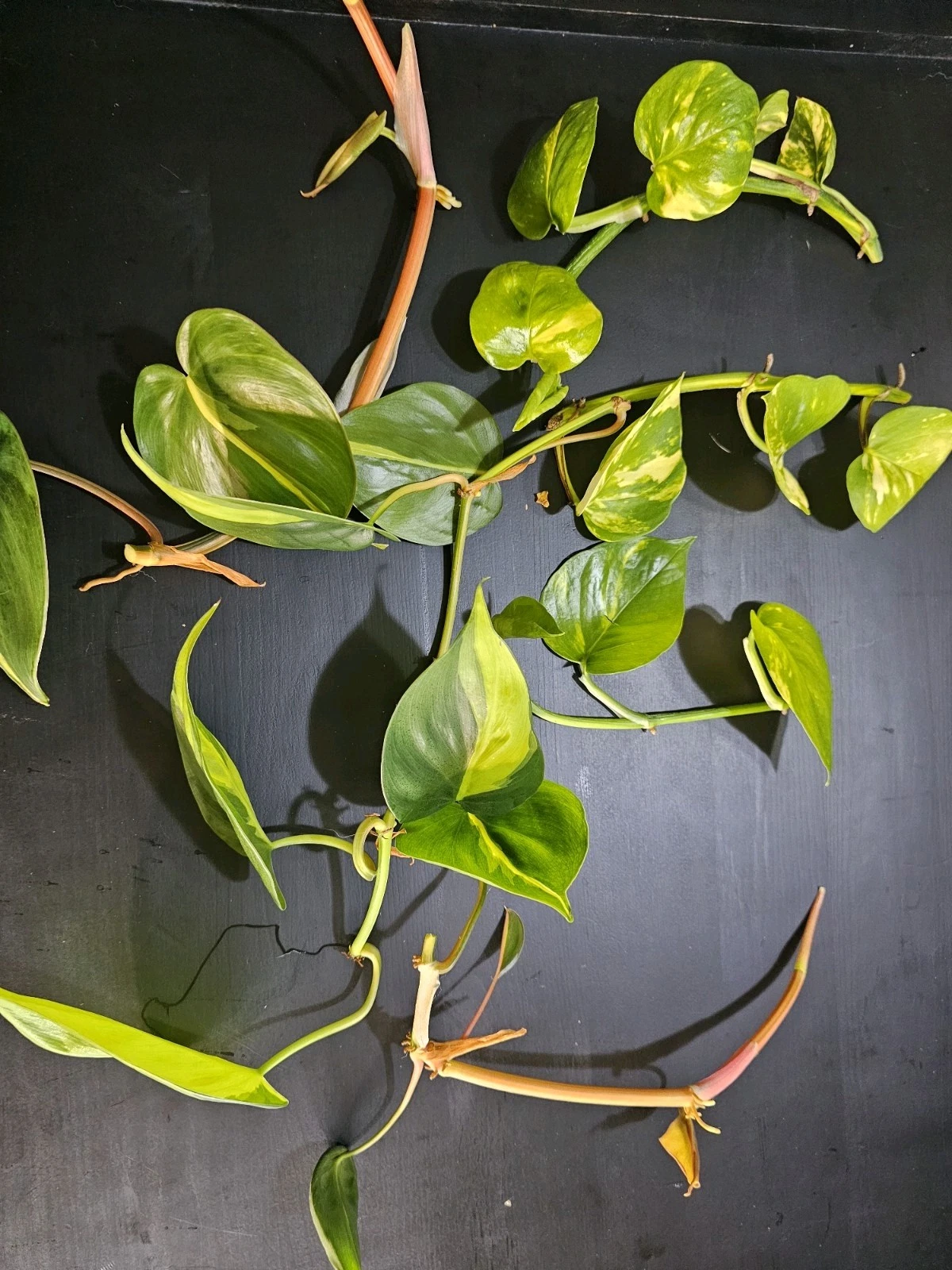 Philodendron Brasil Rooted Cuttings - Set of 5 Indoor Trailing Houseplants with Yellow Green Variegated Leaves