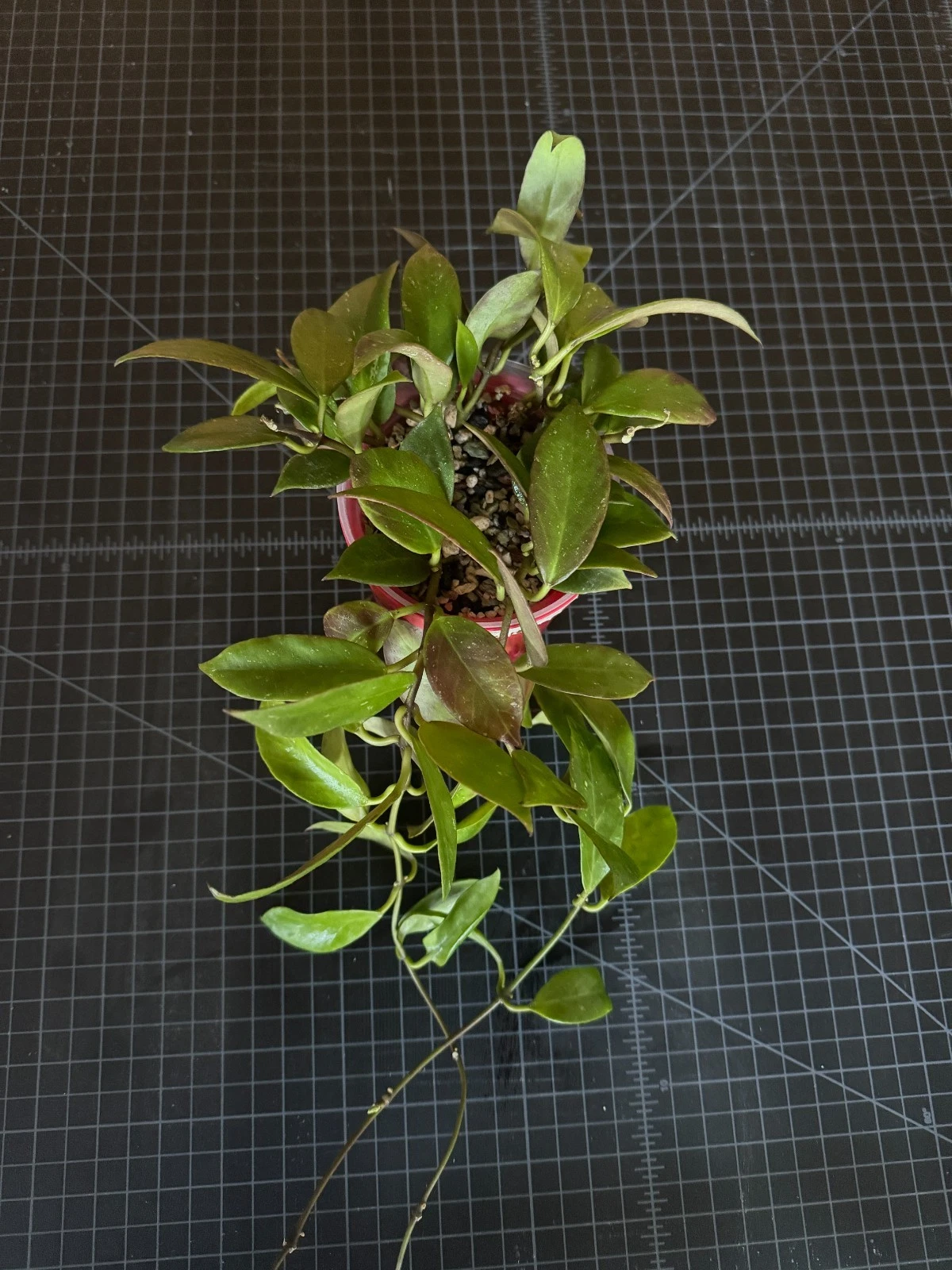 Hoya Sunrise Cutting – Unrooted Single-Node Propagation Plant for Indoor Houseplants, Tropical Foliage, Hybrid Hoya