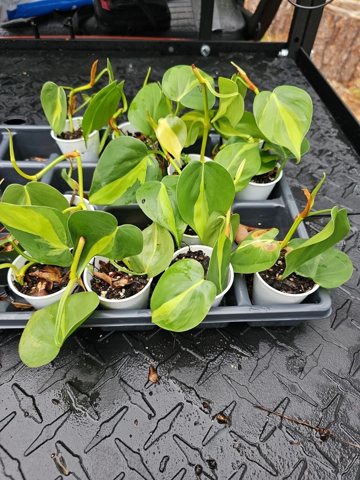Philodendron Brasil Live Plant – Rooted Variegated Heart-Shaped Foliage, Trailing Indoor Houseplant – Philodendron hederaceum 'Brasil'