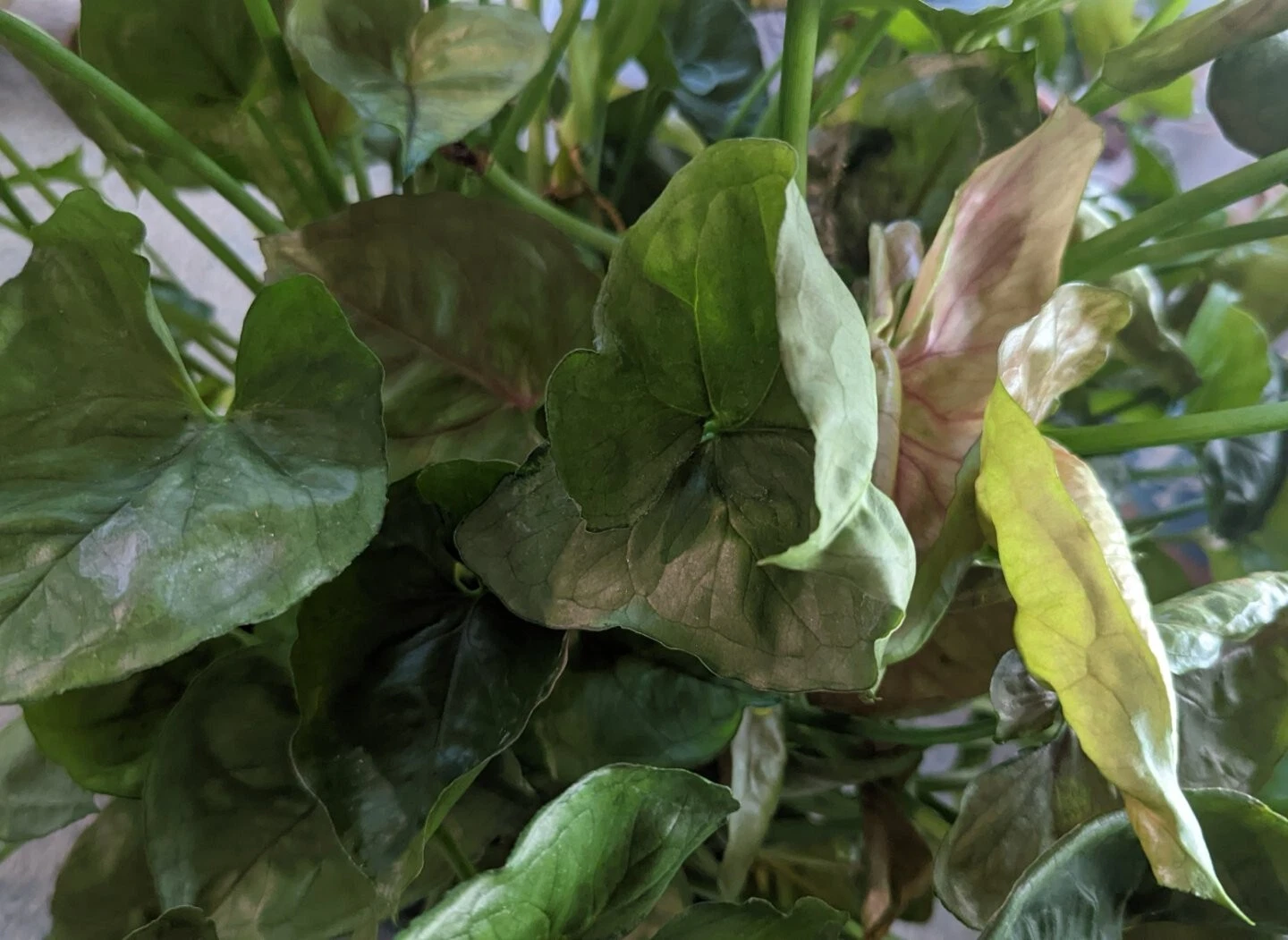 Mango Allusion Syngonium Cuttings – 5 Live Unrooted Pink and Green Indoor Houseplant Cuttings
