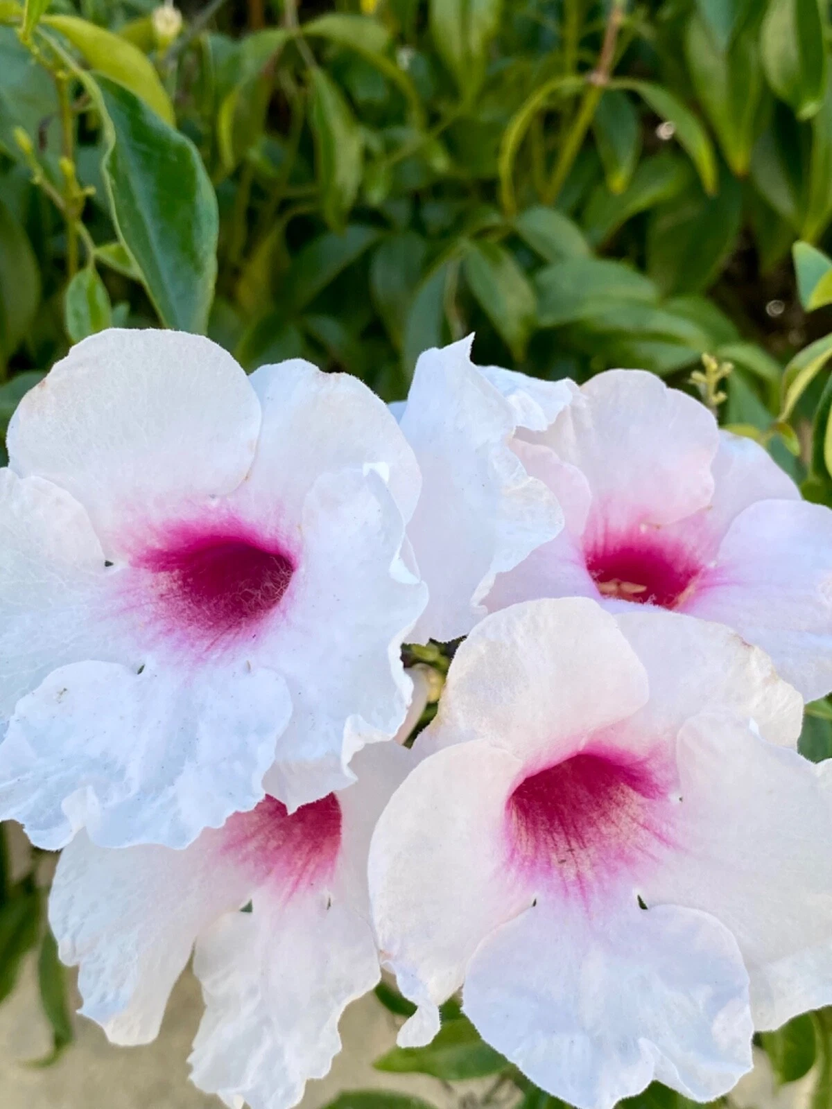 Pink Bower Pandora Vine Cuttings – 7 Unrooted Pandorea jasminoides Climbing Vine for Propagation, Fragrant Pink & White Flowers