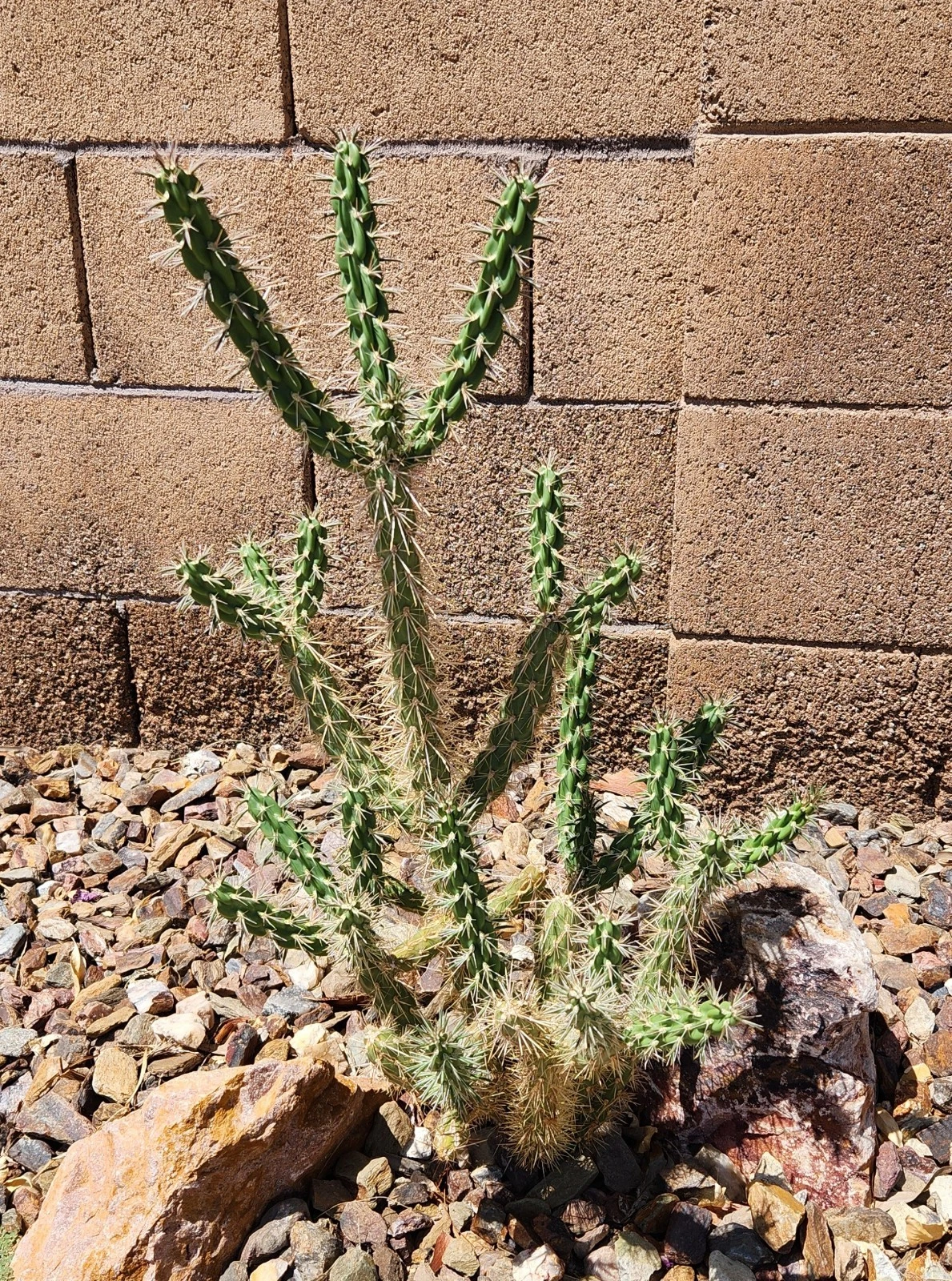 Tree Cholla Cactus Cutting – Cylindropuntia imbricata Live Unrooted Desert Cactus Propagation