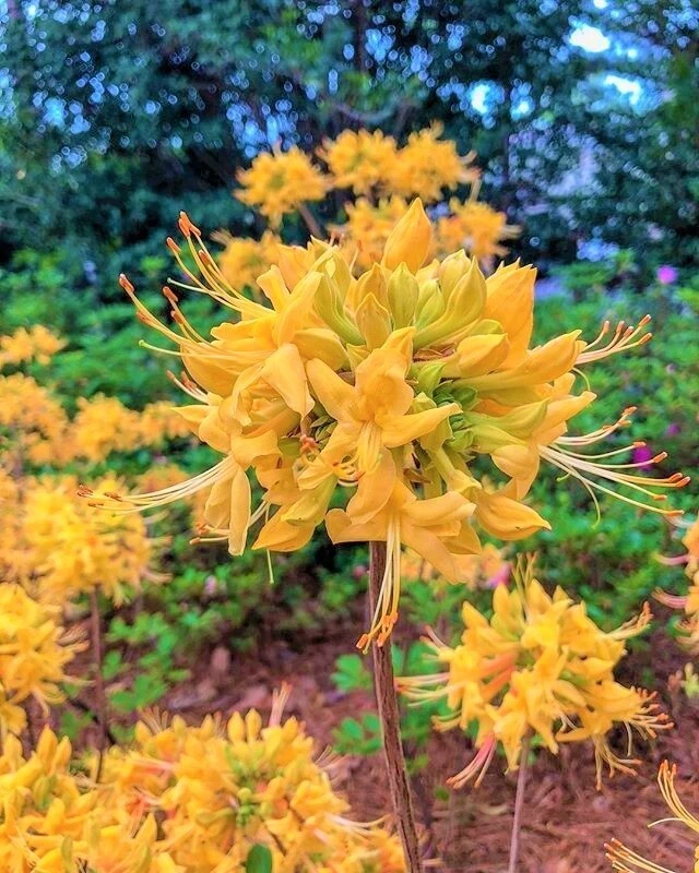 Gold Strike Azalea Rhododendron Starter Plant Dormant Deciduous Shrub for Garden Landscaping