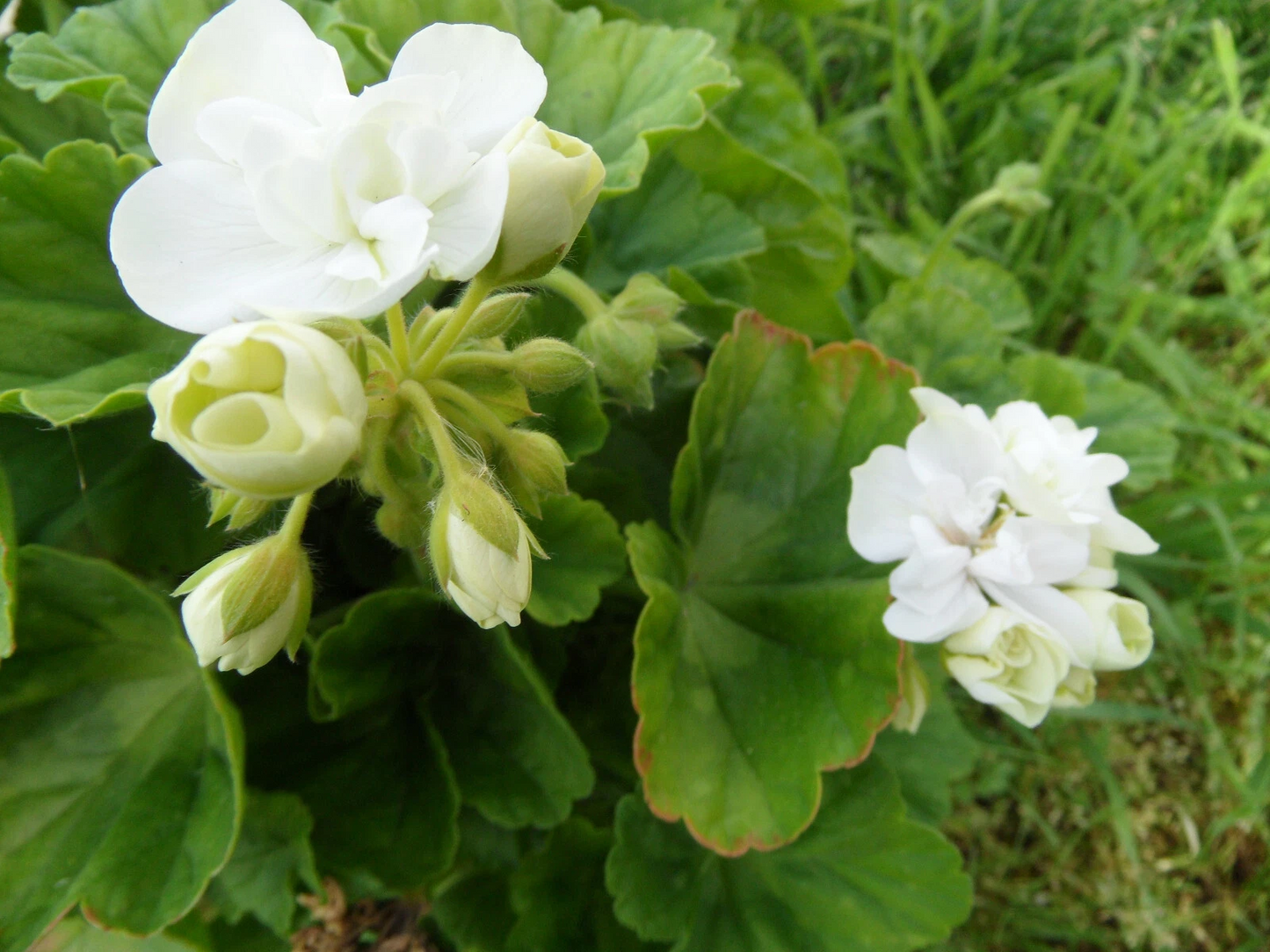 Americana White Zonal Geranium Cuttings – 5 Live Pelargonium × hortorum 4–5 Inch Unrooted Planting Propagation