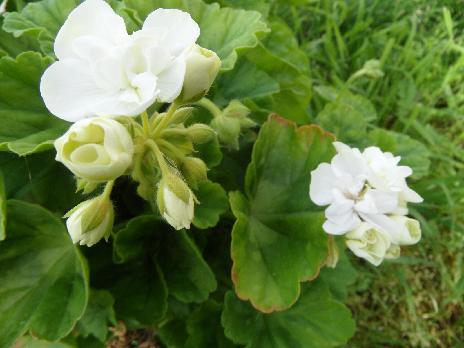 Americana White Zonal Geranium Cuttings – 5 Live Pelargonium × hortorum 4–5 Inch Unrooted Planting Propagation