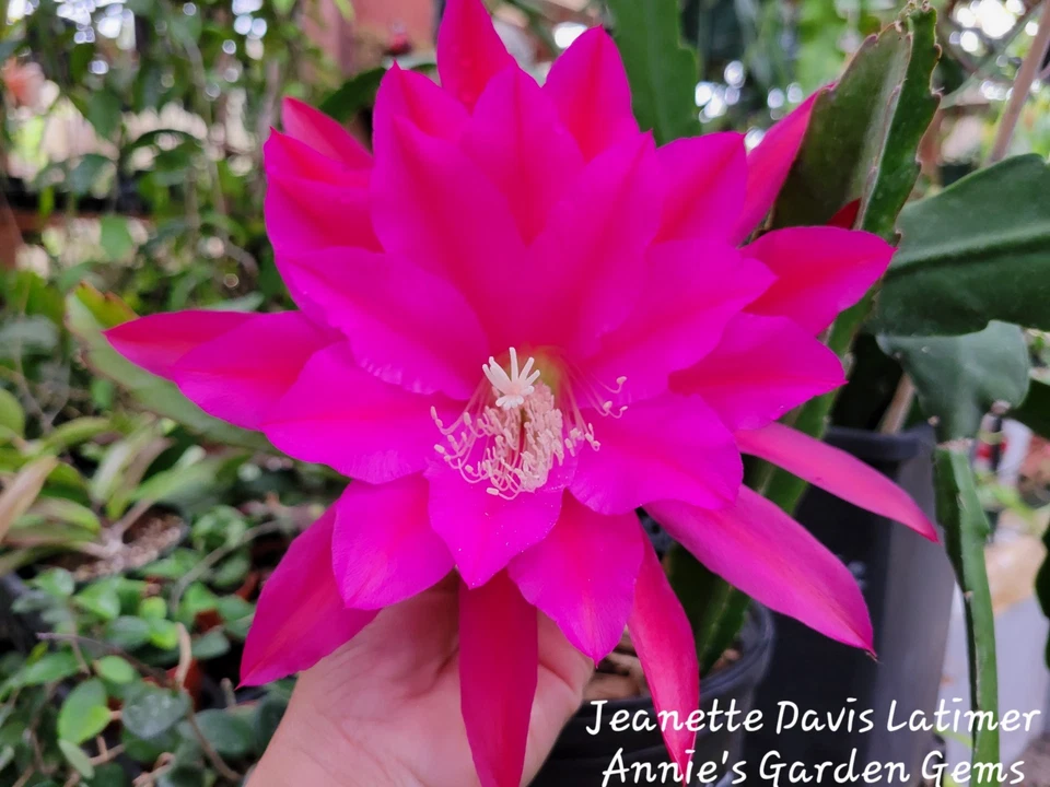 Epiphyllum Jeanette Davis Cuttings – 8-10 Inch Orchid Cactus Hybrid Unrooted Propagation Plant