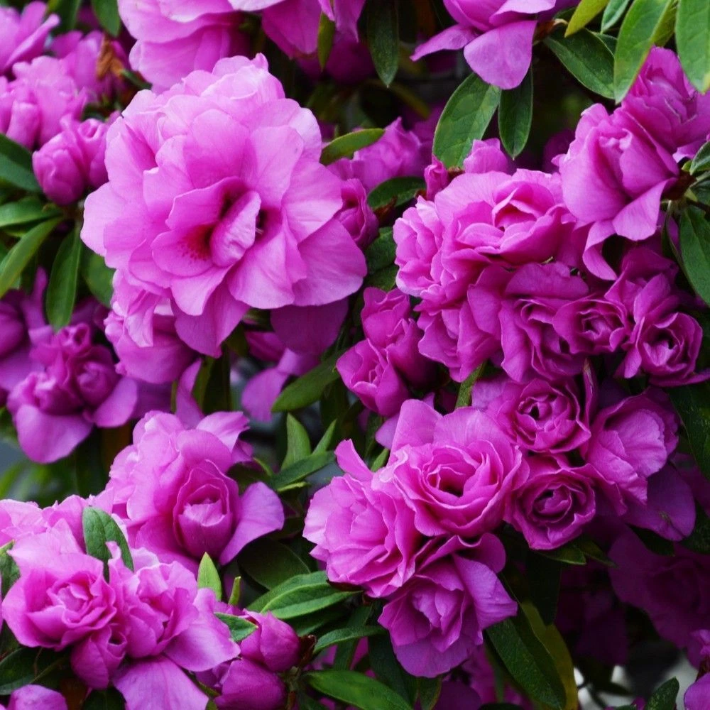 Amelia Rose Azalea Starter Plant – Deciduous Rhododendron Shrub for Garden Beds & Containers