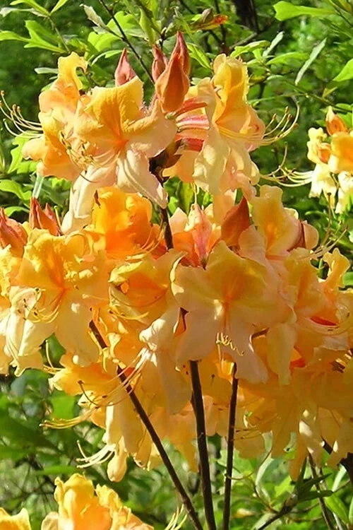 Dancing Rabbit Azalea Starter Plant | Rhododendron deciduous shrub | Pink flowers | Dormant live plant