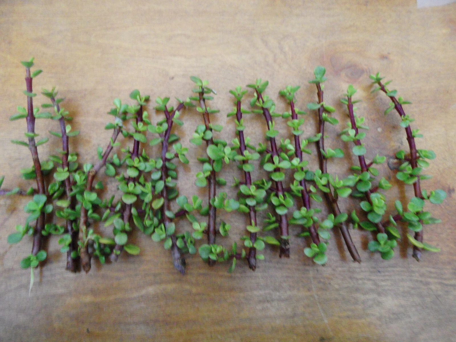 Portulacaria afra Succulent Cuttings Bulk Lot – 12 Unrooted Spekboom Clippings with Red Stems