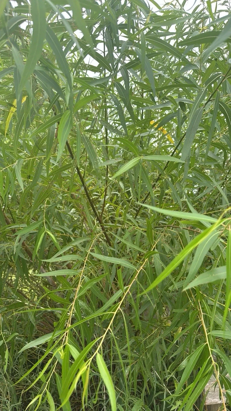 Black Willow Cuttings, Unrooted Salix nigra for Propagation, Ornamental Privacy Tree, Moist Soil Planting
