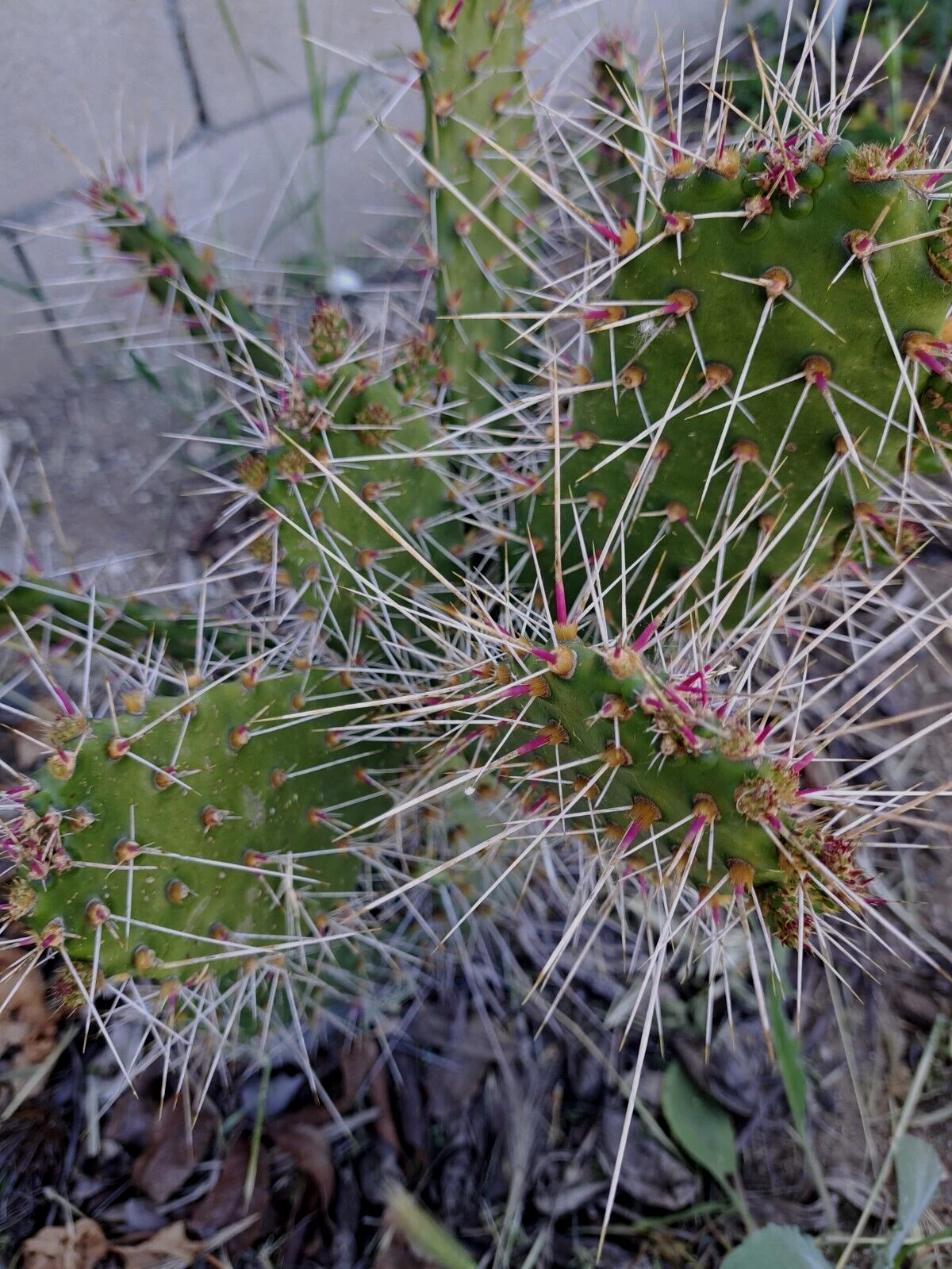 Unrooted Consolea Millspaughii Cactus Cutting – 8-10 Inch Opuntia Type Live Propagation Segment