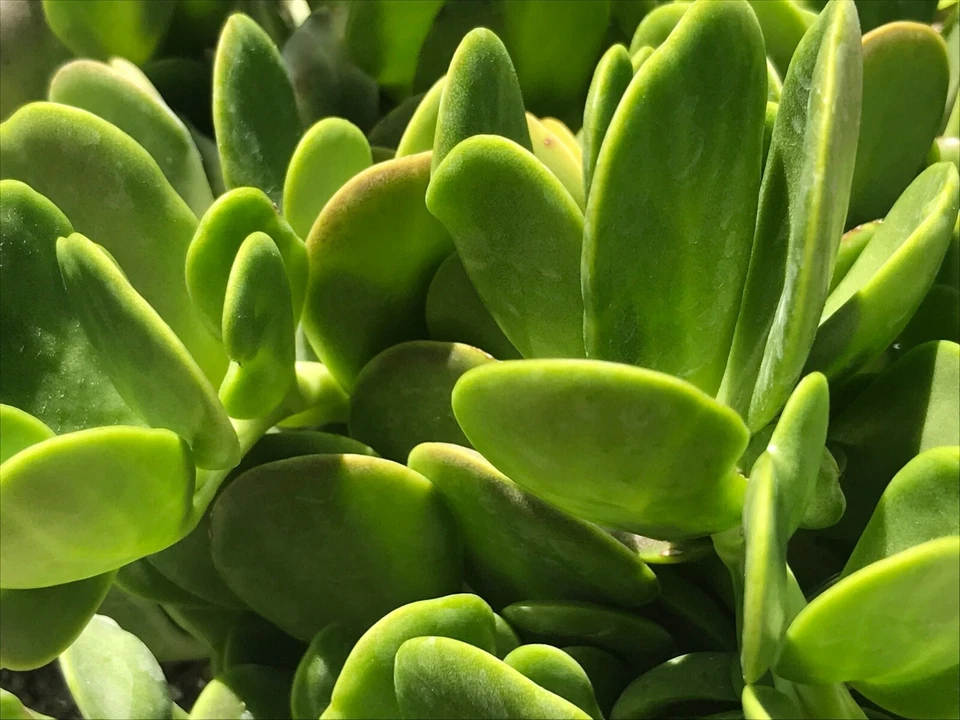 Trailing Creeping Jade Cuttings - 3 Unrooted Senecio jacobsenii Succulent Clippings for Propagation