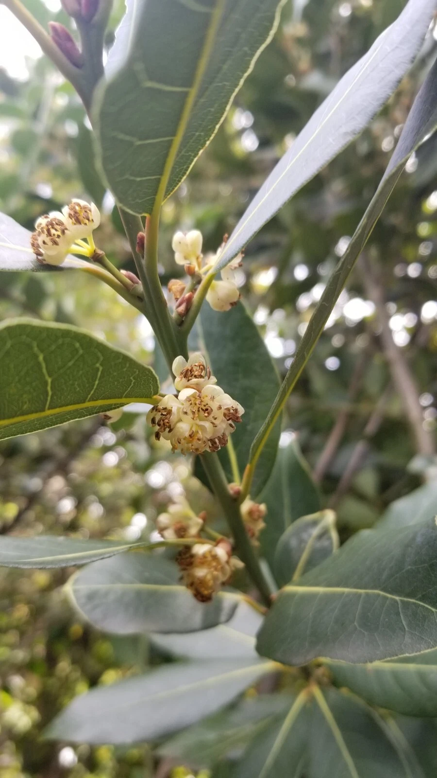 Bay Laurel Tree Cuttings – 5 Unrooted Laurus Nobilis Stems for Propagation, Culinary Bay Leaf Plant, Garden or Container Growing