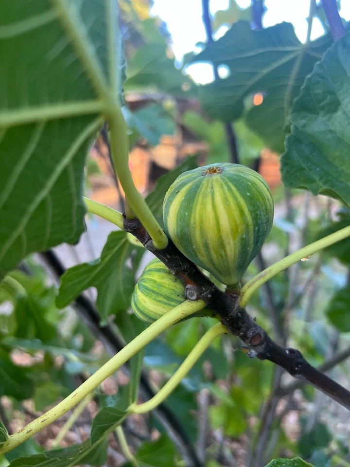 Fig Tree Unrooted Cuttings – 3 Ficus carica Propagation Material for Home Growing