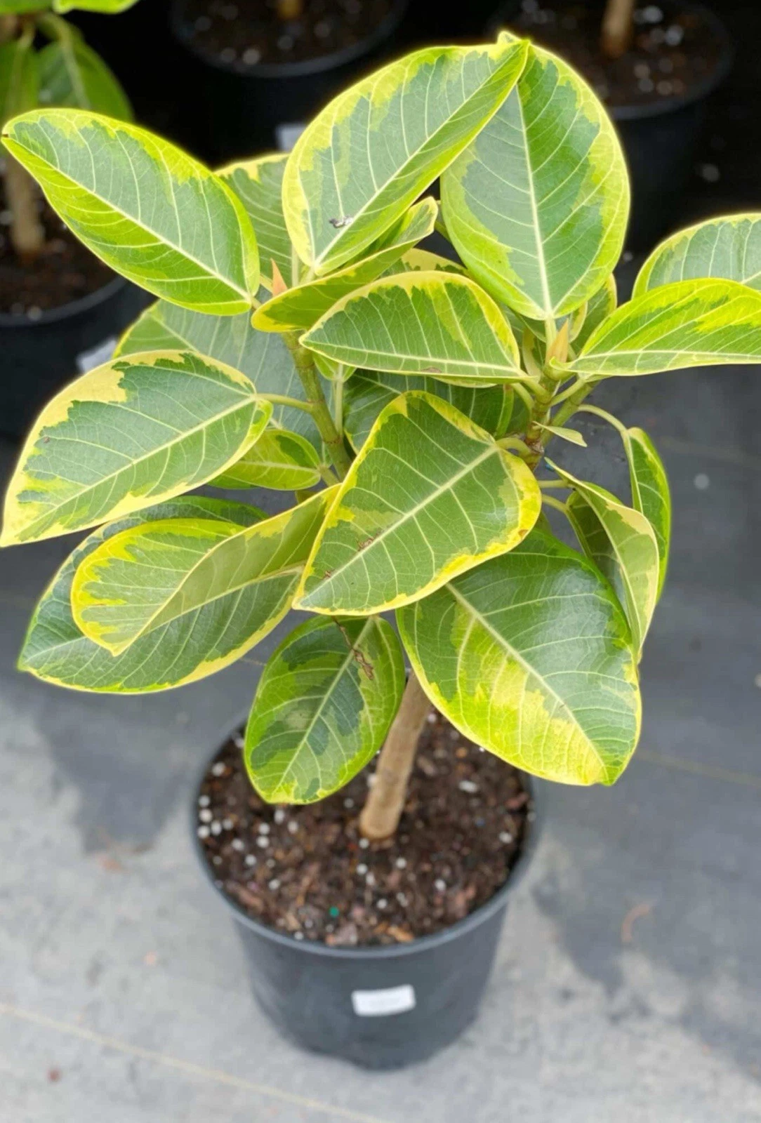 Yellow Gem Rubber Tree Ficus elastica Variegated Indoor Houseplant - Rooted Starter Plant
