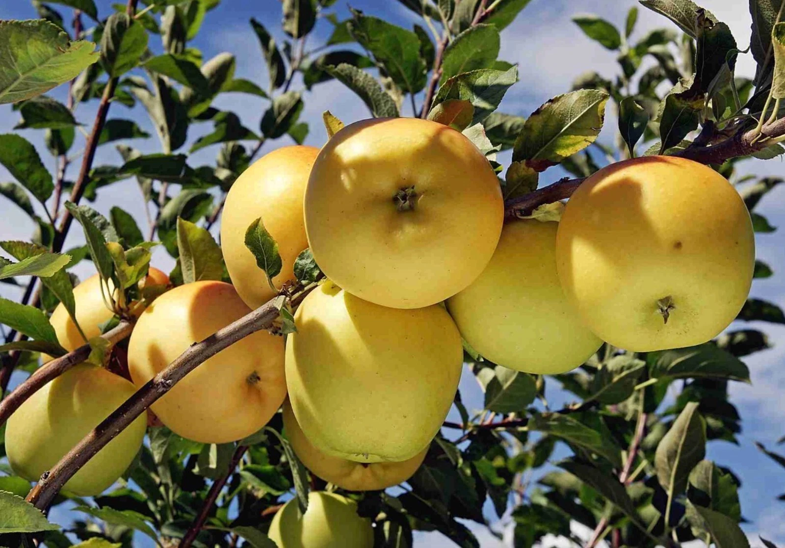 Golden Delicious Apple Scion Wood 10 Pack Unrooted Cuttings for Grafting Malus domestica