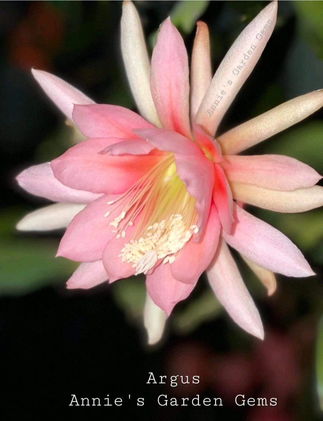 Epiphyllum Argus Unrooted Cuttings – 8–10 Inch Live Tropical Orchid Cactus Segments for Indoor Growing