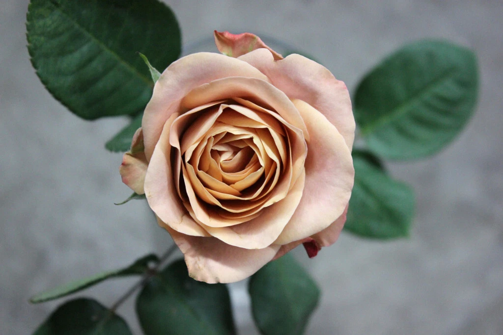 Cappuccino Rose Unrooted Cuttings – 3 Pieces for Rooting or Grafting, Ornamental Bush, Coffee-Toned Blooms, Rosa Cultivar