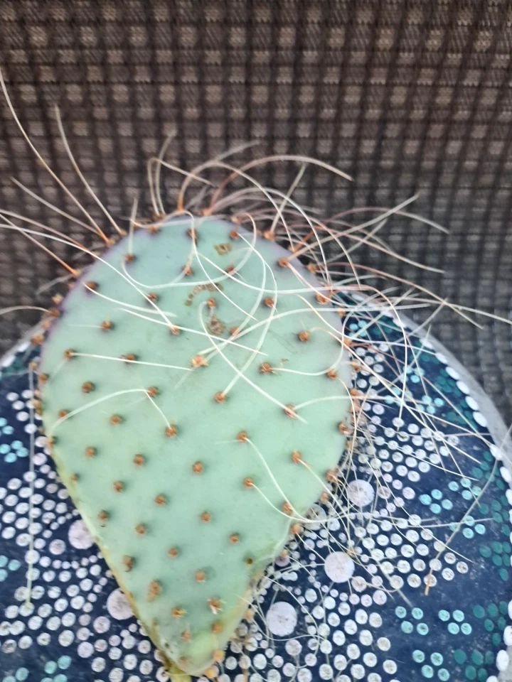 Opuntia Azurea Parva Cactus Cutting – Blue-Green Prickly Pear Live Plant for Containers & Rock Gardens
