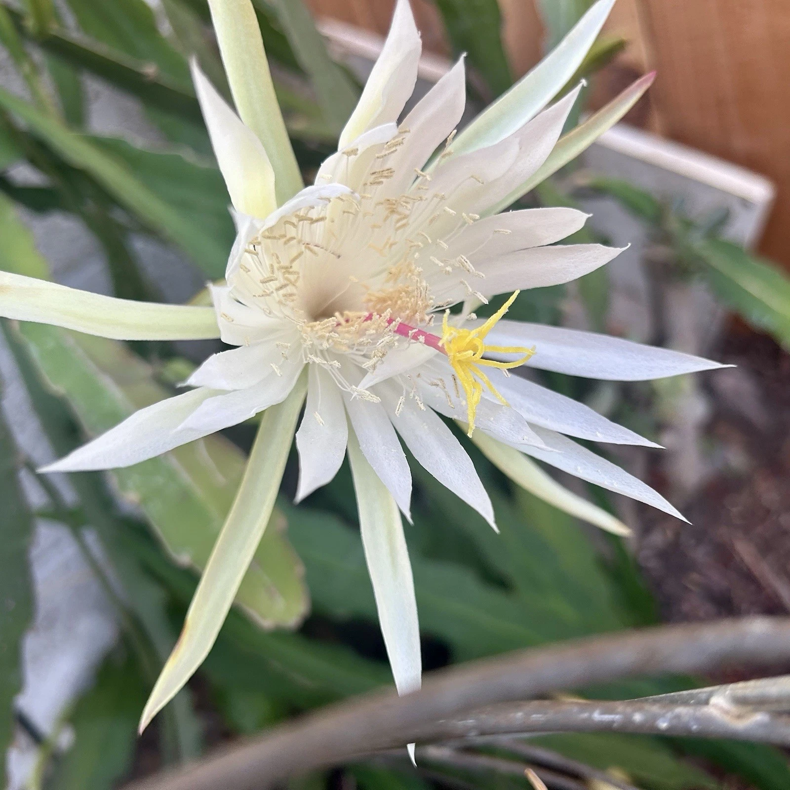 Epiphyllum Orchid Cactus Cutting – 'Ophelia' White Flower, 8–10 Inch Unrooted Segment, Trailing Epiphyllum Cultivar