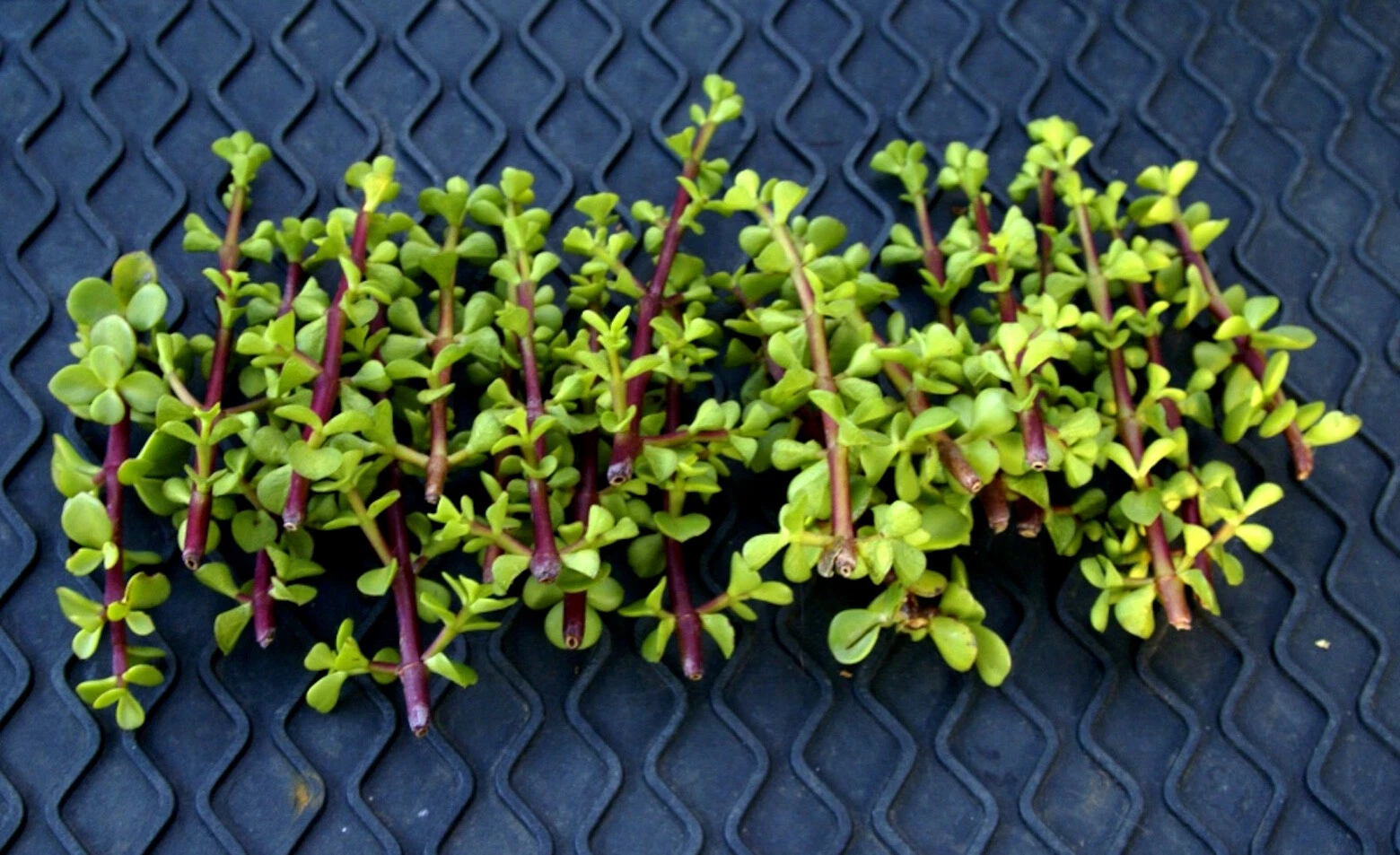 Elephant Bush Succulent Cuttings – 20+ Unrooted Portulacaria afra Green Succulent for Propagation & Bonsai