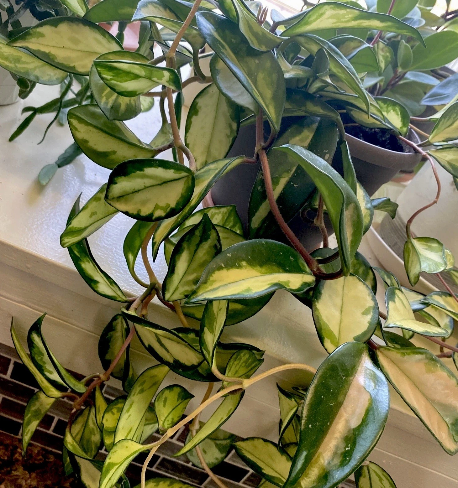 Hoya Krimson Princess Cuttings Live – 2 Unrooted Variegated Hoya Carnosa Indoor Houseplant, Trailing, Pink Tones
