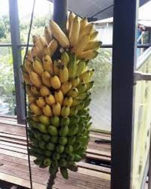 Pisang Ceylon Musa Banana Tree Live Rooted Starter Plant, Tropical Fruit Plant for Garden or Container
