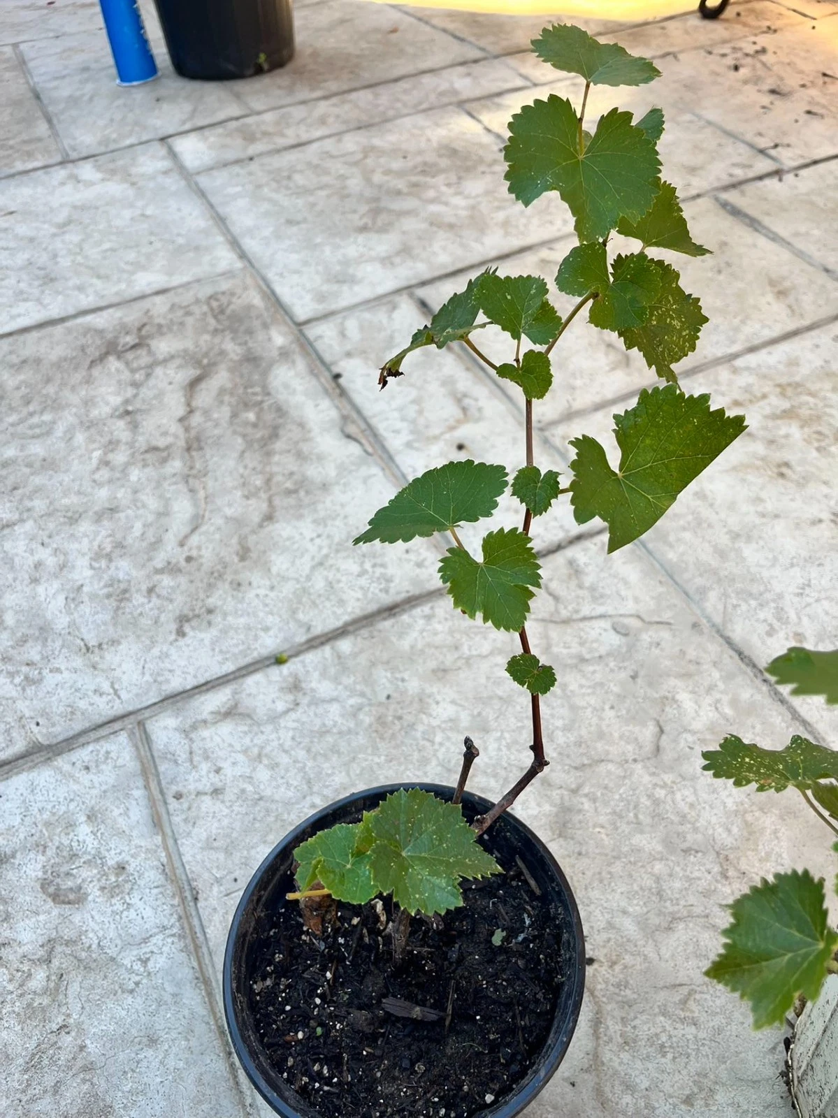 Kyoho Grape Plants – 2 Live Vitis labruscana ‘Kyoho’ Fruit Vines with Established Roots for Outdoor Garden or Vineyard