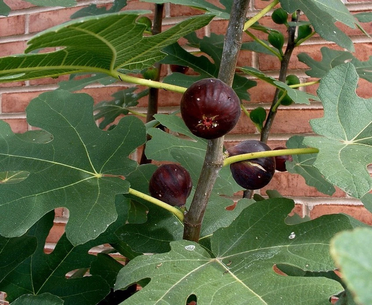 Chicago Hardy Fig Cuttings – 5 Ficus Carica Propagation Cuttings with Willow Water Rooting Aid