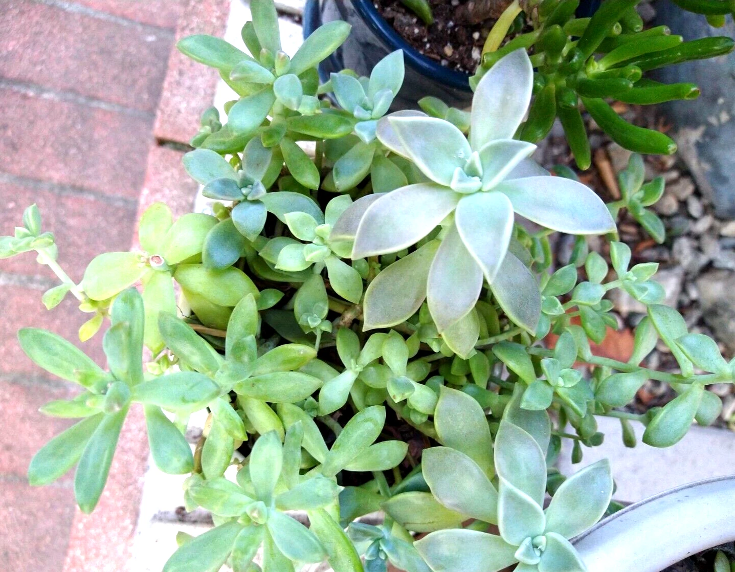 Sedum Clavatum Succulent Cuttings Bulk Lot – 15 Unrooted Rosettes, Stems & Leaves for Propagation, Blue-Green Foliage, Indoor & Container Gardening