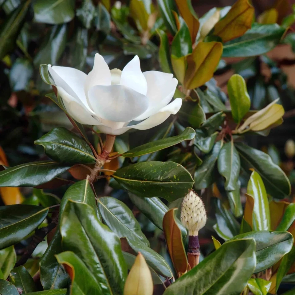 Magnolia Little Gem Cuttings – 3 Live Evergreen Magnolia Cuttings for Rooting or Grafting