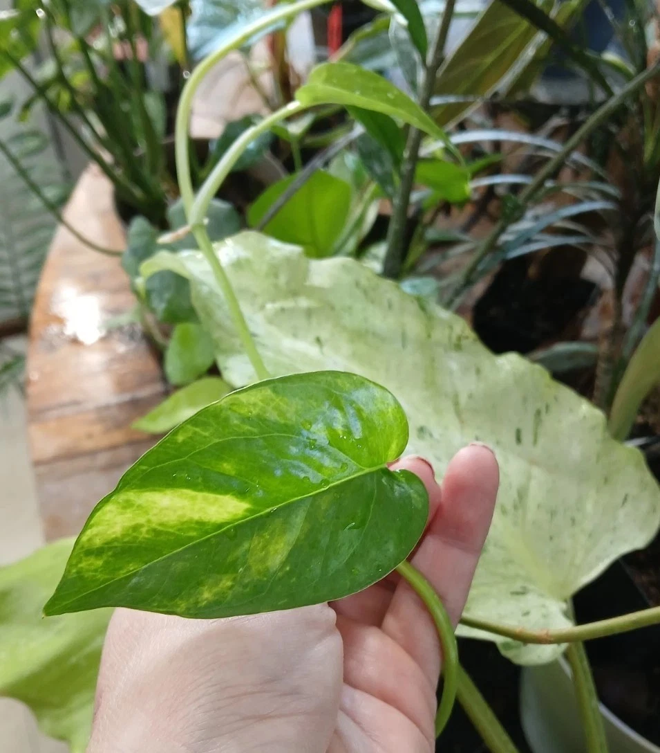 Unrooted Epipremnum Pinnatum ‘Yellow Flame’ Cuttings – Variegated Tropical Houseplant Propagation, 5 Live Clippings