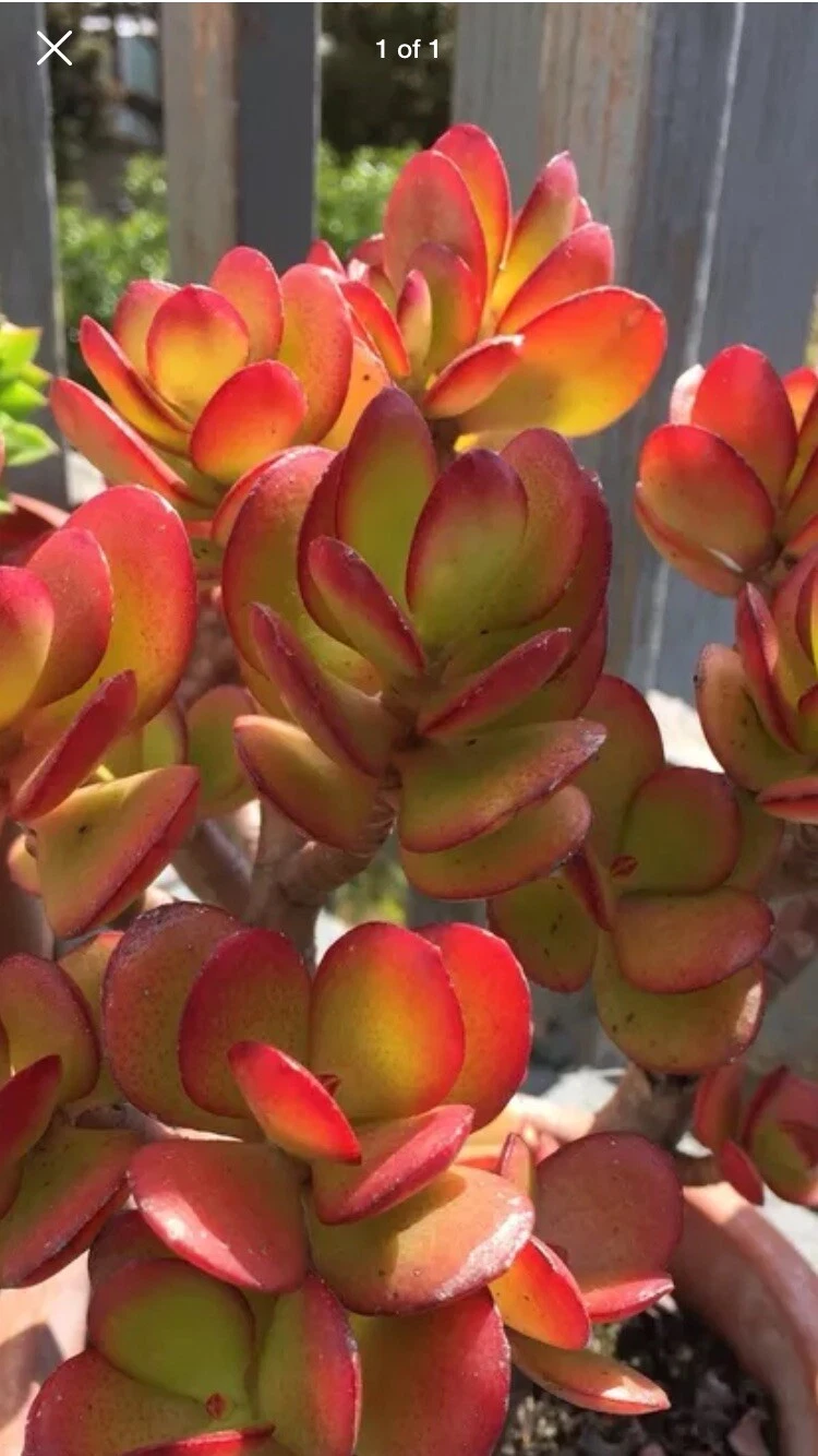 Red Akai Jade Succulent Cutting, Crassula ovata, Unrooted Propagation Plant, Indoor or Outdoor Container Grown