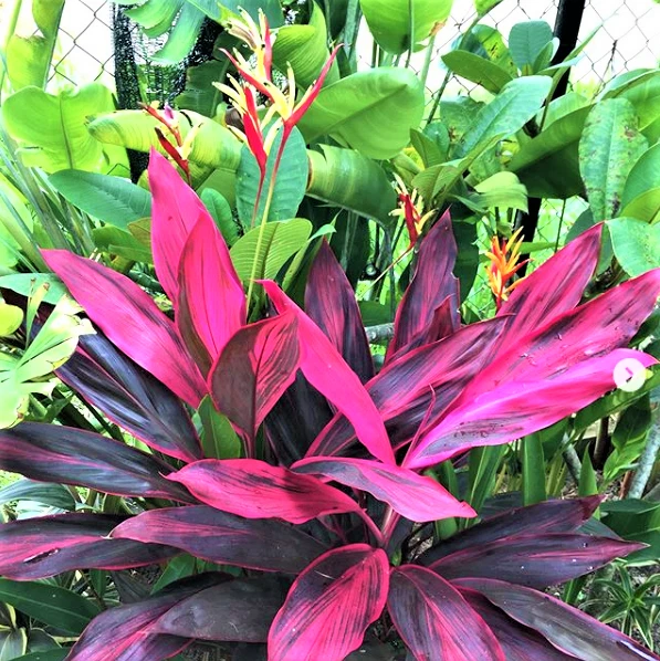 Cordyline Red Siam Ti Plant Cutting | 8+ Inch Unrooted Tropical Propagation Starter | Deep Red Foliage Cordyline fruticosa
